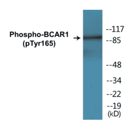 Western Blot - BCAR1 (phospho Tyr165) Cell Based ELISA Kit (CBP1266) - Antibodies.com