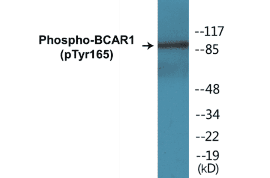 Western Blot - BCAR1 (phospho Tyr165) Cell Based ELISA Kit (CBP1266) - Antibodies.com