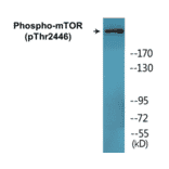 Western Blot - mTOR (phospho Thr2446) Cell Based ELISA Kit (CBP1451) - Antibodies.com