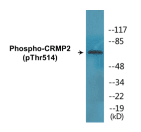 Western Blot - CRMP2 (phospho Thr514) Cell Based ELISA Kit (CBP1467) - Antibodies.com