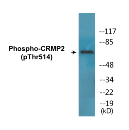 Western Blot - CRMP2 (phospho Thr514) Cell Based ELISA Kit (CBP1467) - Antibodies.com