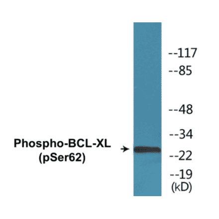 Western Blot - BCL-XL (phospho Ser62) Cell Based ELISA Kit (CBP1507) - Antibodies.com