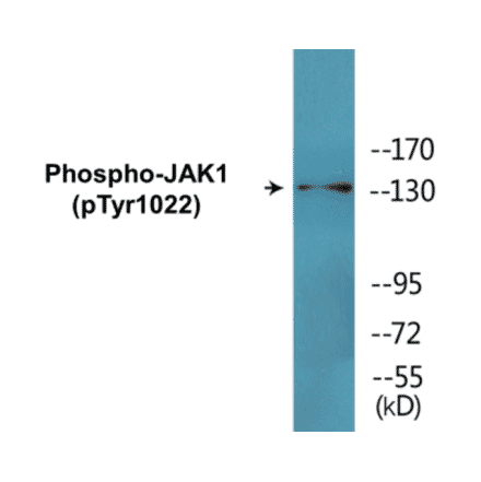Western Blot - JAK1 (phospho Tyr1022) Cell Based ELISA Kit (CBP1592) - Antibodies.com