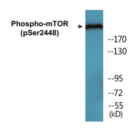 Western Blot - mTOR (phospho Ser2448) Cell Based ELISA Kit (CBP1620) - Antibodies.com