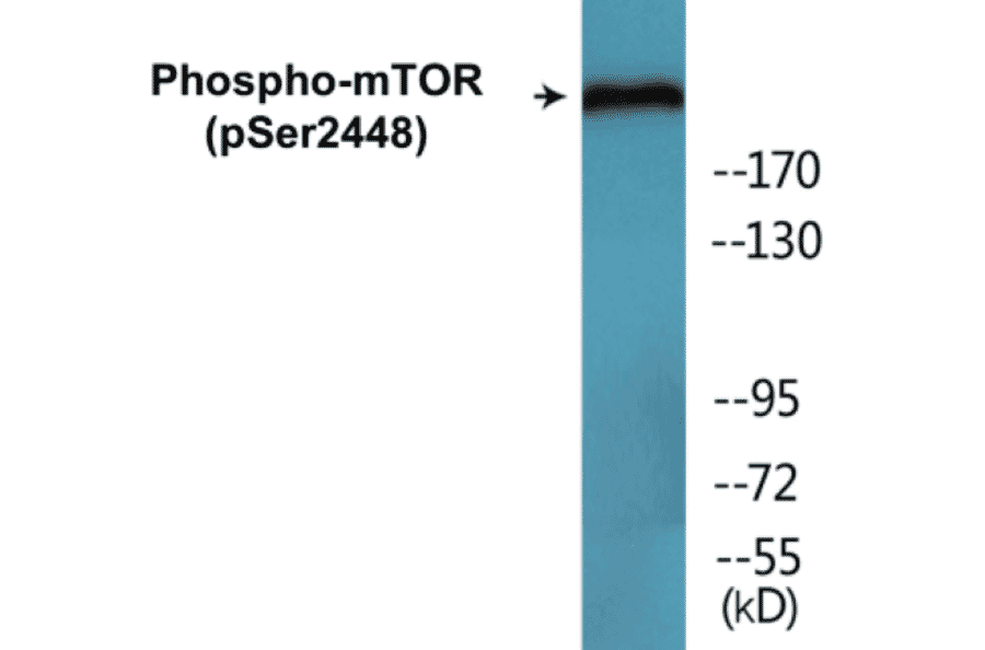 Western Blot - mTOR (phospho Ser2448) Cell Based ELISA Kit (CBP1620) - Antibodies.com