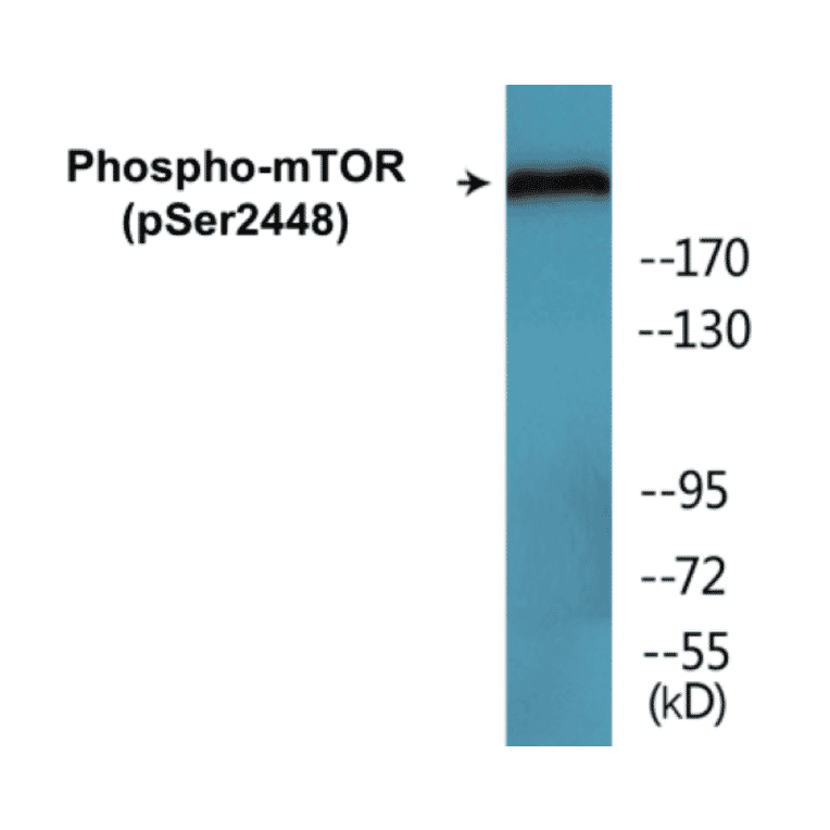 Western Blot - mTOR (phospho Ser2448) Cell Based ELISA Kit (CBP1620) - Antibodies.com