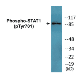 Western Blot - STAT1 (phospho Tyr701) Cell Based ELISA Kit (CBP1679) - Antibodies.com