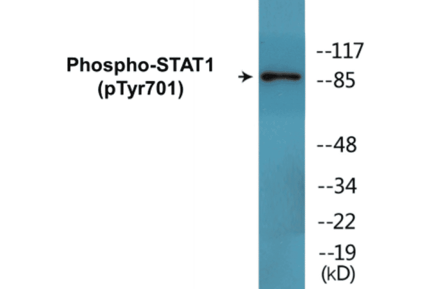 Western Blot - STAT1 (phospho Tyr701) Cell Based ELISA Kit (CBP1679) - Antibodies.com