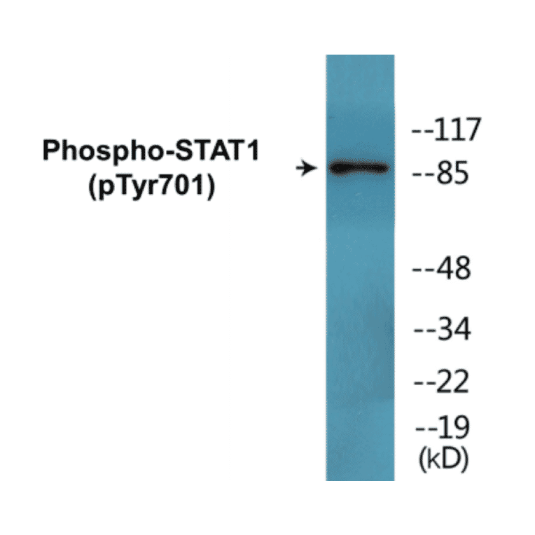 Western Blot - STAT1 (phospho Tyr701) Cell Based ELISA Kit (CBP1679) - Antibodies.com