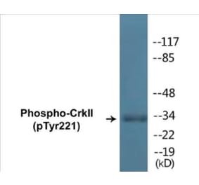 Western Blot - CrkII (phospho Tyr221) Cell Based ELISA Kit (CBP1059) - Antibodies.com