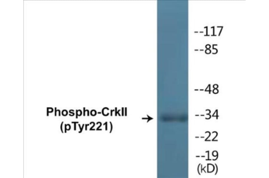 Western Blot - CrkII (phospho Tyr221) Cell Based ELISA Kit (CBP1059) - Antibodies.com