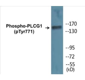 Western Blot - PLCG1 (phospho Tyr771) Cell Based ELISA Kit (CBP1072) - Antibodies.com