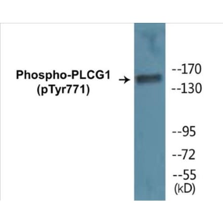 Western Blot - PLCG1 (phospho Tyr771) Cell Based ELISA Kit (CBP1072) - Antibodies.com