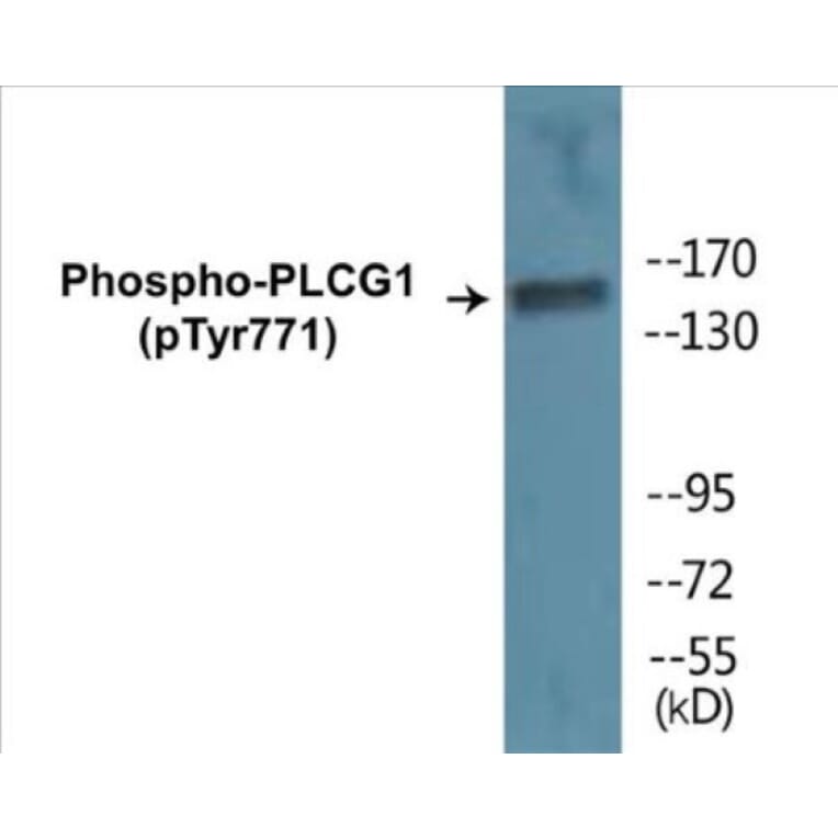 Western Blot - PLCG1 (phospho Tyr771) Cell Based ELISA Kit (CBP1072) - Antibodies.com