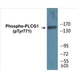 Western Blot - PLCG1 (phospho Tyr771) Cell Based ELISA Kit (CBP1072) - Antibodies.com