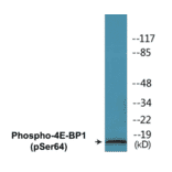 Western Blot - 4E-BP1 (phospho Ser64) Cell Based ELISA Kit (CBP1093) - Antibodies.com