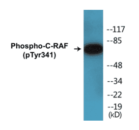 Western Blot - C-RAF (phospho Tyr341) Cell Based ELISA Kit (CBP1210) - Antibodies.com