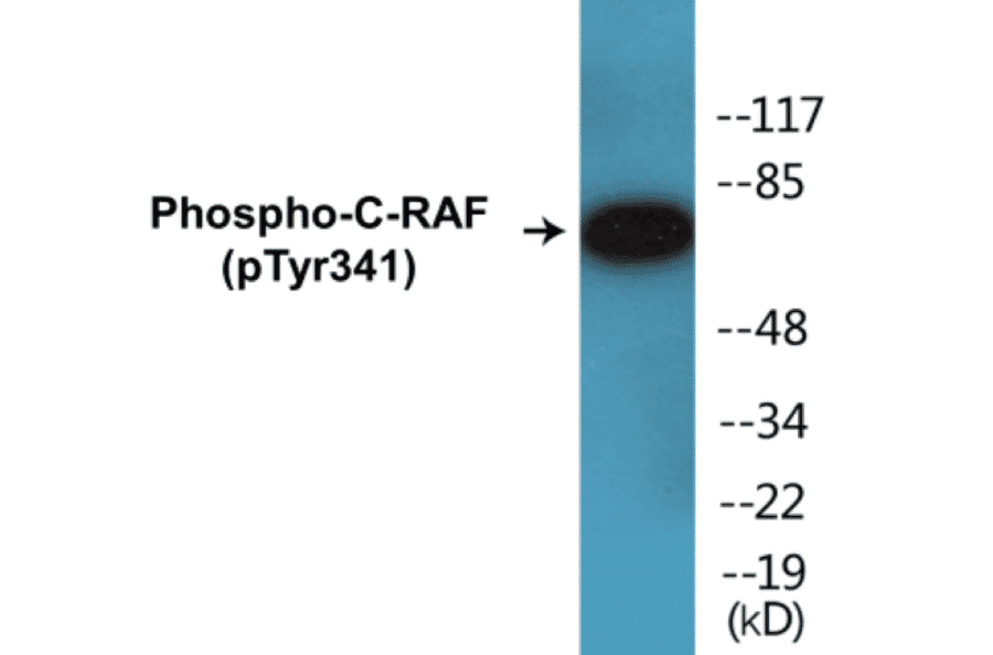 Western Blot - C-RAF (phospho Tyr341) Cell Based ELISA Kit (CBP1210) - Antibodies.com