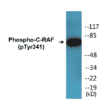 Western Blot - C-RAF (phospho Tyr341) Cell Based ELISA Kit (CBP1210) - Antibodies.com