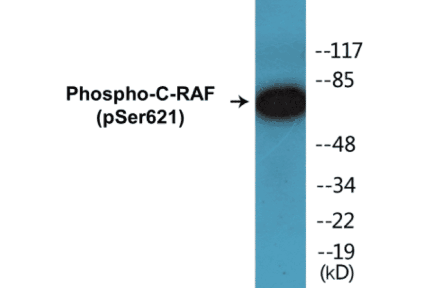 Western Blot - C-RAF (phospho Ser621) Cell Based ELISA Kit (CBP1211) - Antibodies.com
