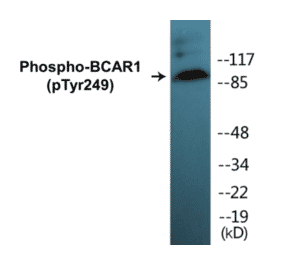 Western Blot - BCAR1 (phospho Tyr249) Cell Based ELISA Kit (CBP1267) - Antibodies.com