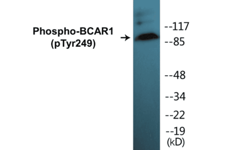 Western Blot - BCAR1 (phospho Tyr249) Cell Based ELISA Kit (CBP1267) - Antibodies.com
