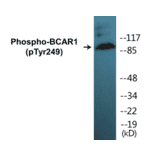 Western Blot - BCAR1 (phospho Tyr249) Cell Based ELISA Kit (CBP1267) - Antibodies.com