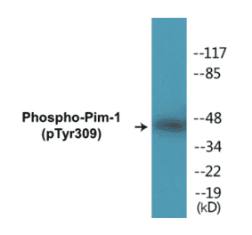 Western Blot - Pim-1 (phospho Tyr309) Cell Based ELISA Kit (CBP1272) - Antibodies.com