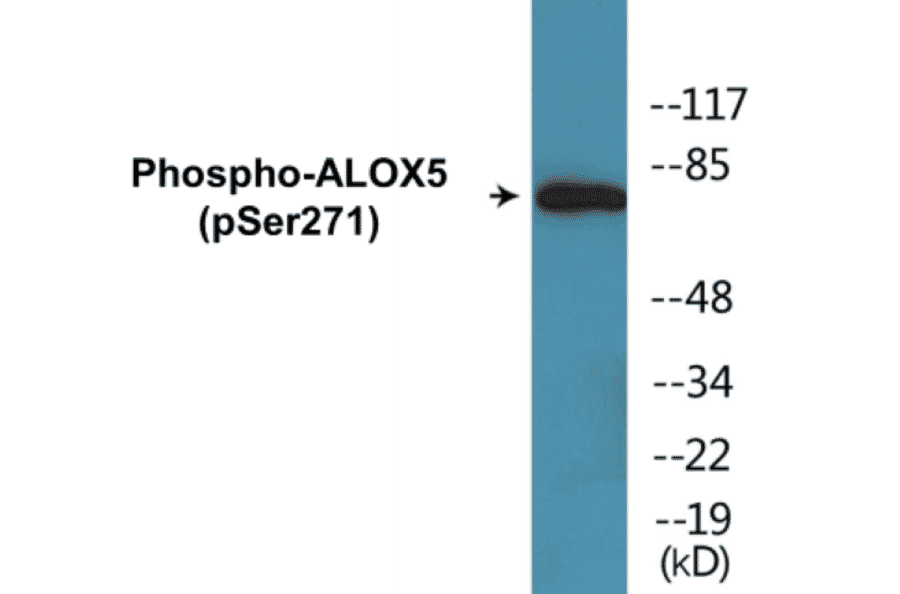 Western Blot - ALOX5 (phospho Ser271) Cell Based ELISA Kit (CBP1291) - Antibodies.com