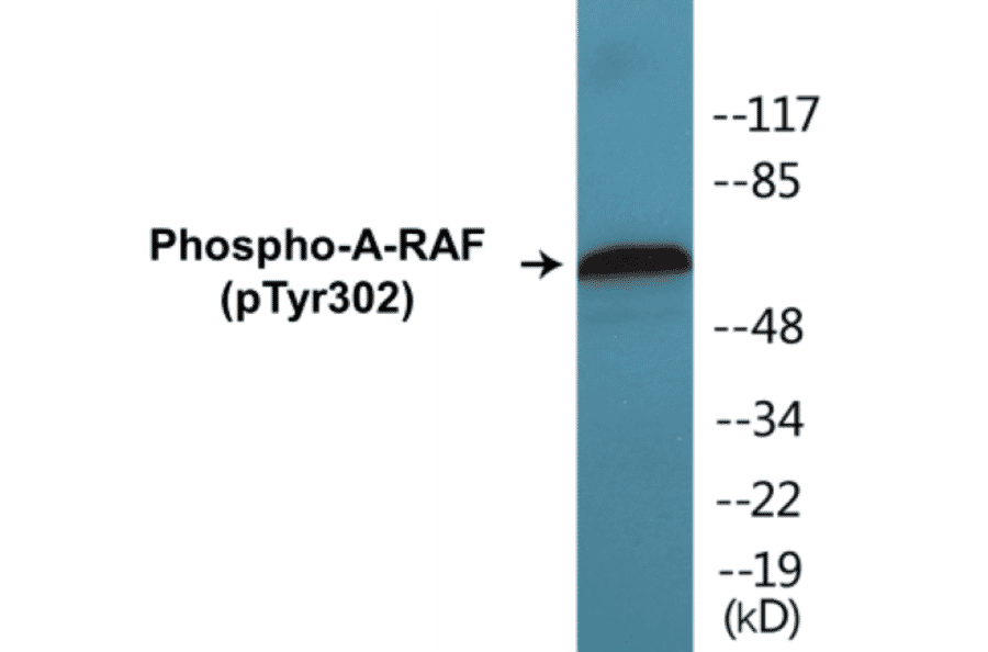 Western Blot - A-RAF (phospho Tyr302) Cell Based ELISA Kit (CBP1292) - Antibodies.com