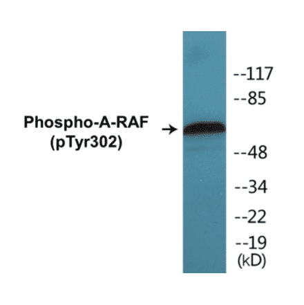 Western Blot - A-RAF (phospho Tyr302) Cell Based ELISA Kit (CBP1292) - Antibodies.com