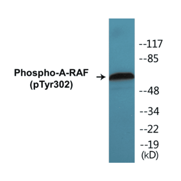 Western Blot - A-RAF (phospho Tyr302) Cell Based ELISA Kit (CBP1292) - Antibodies.com