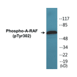 Western Blot - A-RAF (phospho Tyr302) Cell Based ELISA Kit (CBP1292) - Antibodies.com