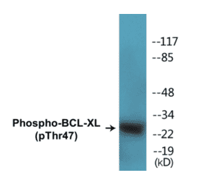 Western Blot - BCL-XL (phospho Thr47) Cell Based ELISA Kit (CBP1295) - Antibodies.com