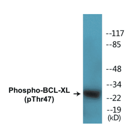 Western Blot - BCL-XL (phospho Thr47) Cell Based ELISA Kit (CBP1295) - Antibodies.com