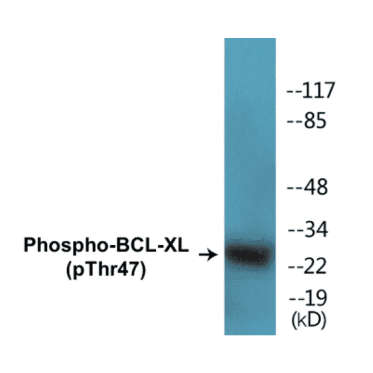 Western Blot - BCL-XL (phospho Thr47) Cell Based ELISA Kit (CBP1295) - Antibodies.com