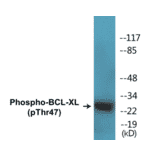 Western Blot - BCL-XL (phospho Thr47) Cell Based ELISA Kit (CBP1295) - Antibodies.com