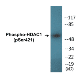 Western Blot - HDAC1 (phospho Ser421) Cell Based ELISA Kit (CBP1302) - Antibodies.com