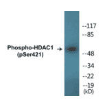 Western Blot - HDAC1 (phospho Ser421) Cell Based ELISA Kit (CBP1302) - Antibodies.com