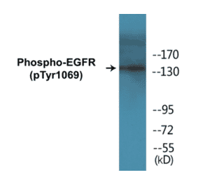 Western Blot - EGFR (phospho Tyr1069) Cell Based ELISA Kit (CBP1364) - Antibodies.com