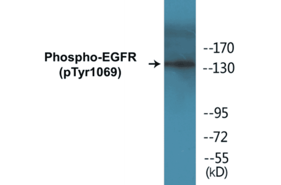 Western Blot - EGFR (phospho Tyr1069) Cell Based ELISA Kit (CBP1364) - Antibodies.com