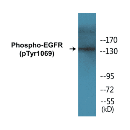 Western Blot - EGFR (phospho Tyr1069) Cell Based ELISA Kit (CBP1364) - Antibodies.com