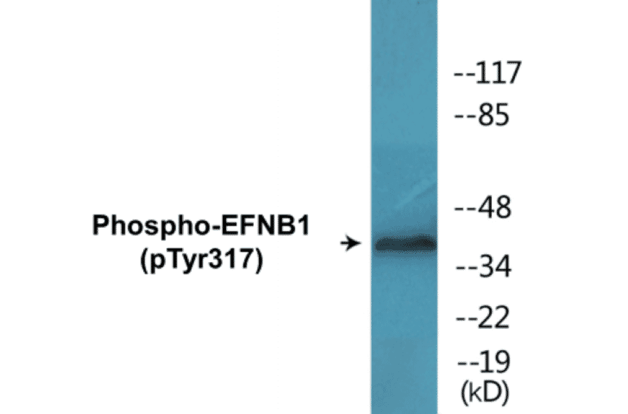 Western Blot - EFNB1 (phospho Tyr317) Cell Based ELISA Kit (CBP1367) - Antibodies.com