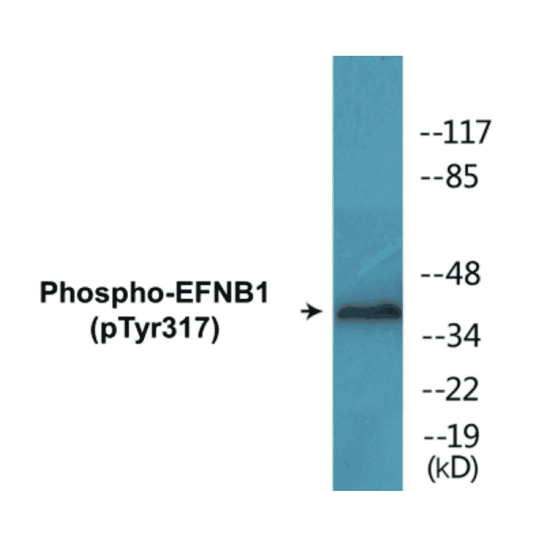 Western Blot - EFNB1 (phospho Tyr317) Cell Based ELISA Kit (CBP1367) - Antibodies.com