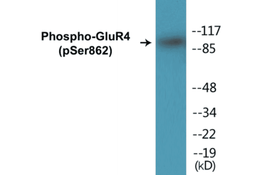 Western Blot - GluR4 (phospho Ser862) Cell Based ELISA Kit (CBP1376) - Antibodies.com
