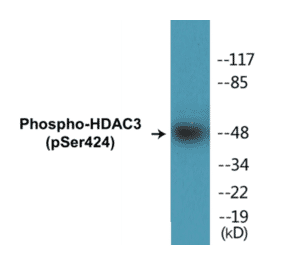 Western Blot - HDAC3 (phospho Ser424) Cell Based ELISA Kit (CBP1378) - Antibodies.com
