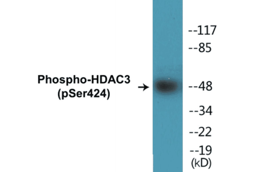 Western Blot - HDAC3 (phospho Ser424) Cell Based ELISA Kit (CBP1378) - Antibodies.com