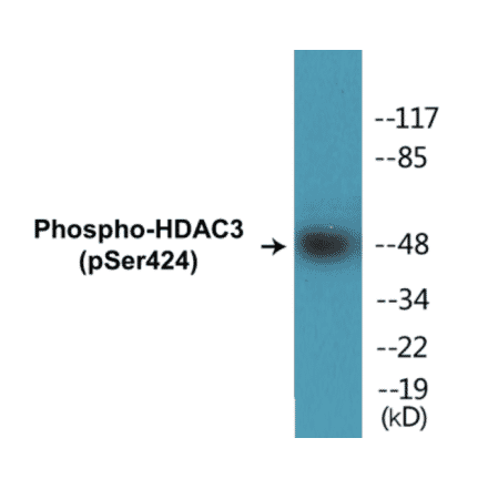 Western Blot - HDAC3 (phospho Ser424) Cell Based ELISA Kit (CBP1378) - Antibodies.com