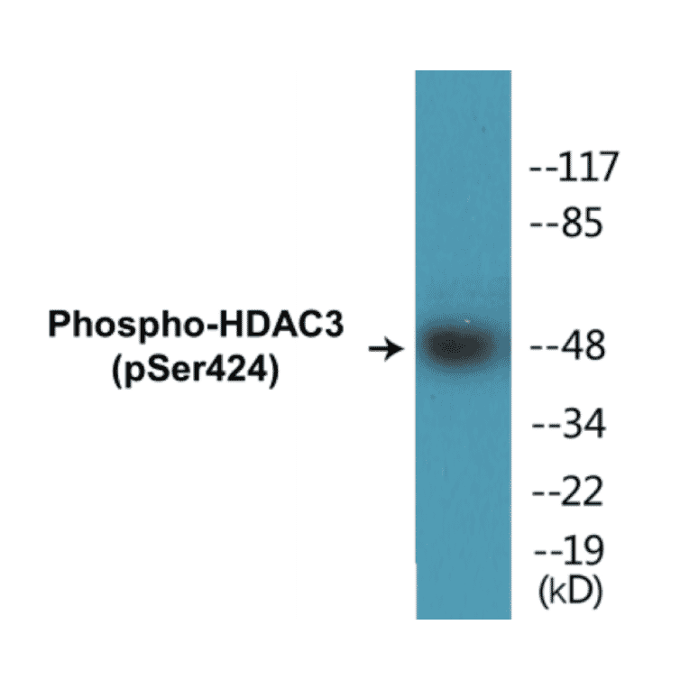 Western Blot - HDAC3 (phospho Ser424) Cell Based ELISA Kit (CBP1378) - Antibodies.com
