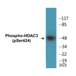 Western Blot - HDAC3 (phospho Ser424) Cell Based ELISA Kit (CBP1378) - Antibodies.com